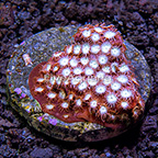 USA Cultured Captain America Cyphastrea Coral (click for more detail)