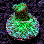 USA Cultured Marshall Island Hydnophora Coral (click for more detail)