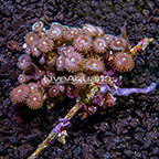 Pastel Cateye Colony Polyp Rock Zoanthus Indonesia IM (click for more detail)