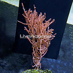 Pink Gorgonian (click for more detail)
