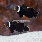 Extreme Misbar Black Ocellaris Clownfish (Bonded Pair) (click for more detail)