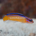 Captive-Bred Neon Dottyback (click for more detail)