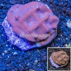 Blue Ridge Coral Indonesia (click for more detail)