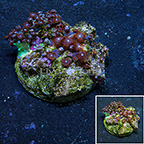 Instant Reef Combo Rock Indonesia (click for more detail)