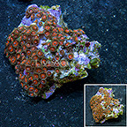 Armageddon Colony Polyp Rock Zoanthus Indonesia IM (click for more detail)