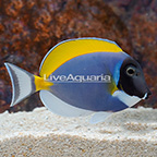 Powder Blue Tang (click for more detail)
