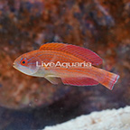 Eight Line Flasher Wrasse Terminal Phase Male (click for more detail)