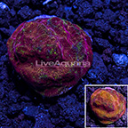USA Cultured Ultra Orange Leptoseris Coral (click for more detail)