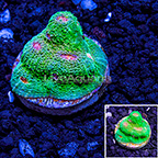 USA Cultured Oregon Mummy Eye Chalice Coral (click for more detail)