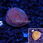 USA Cultured Dark Matter Sand Dollar Montipora Coral (click for more detail)