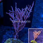 Pink Gorgonian (click for more detail)