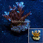 Tabling Acropora Coral Indonesia (click for more detail)