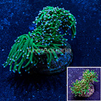 Gold Tip Torch Coral Indonesia (click for more detail)