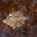 Tasseled Filefish (click for more detail)