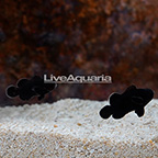Midnight Clownfish (Bonded Pair) (click for more detail)