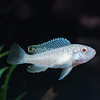 Malawi Blue Dolphin Albino Cichlid  (click for more detail)