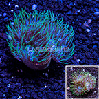 LiveAquaria® Ultra Duncan Coral  (click for more detail)