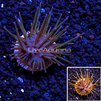 TCN Weeping Willow Toadstool Coral (click for more detail)