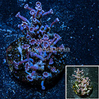 Glove Polyp Rock Combo Indonesia (click for more detail)
