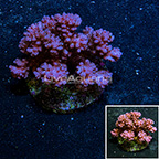 Pocillopora Coral Indonesia (click for more detail)