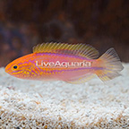 Splendid Pintail Fairy Wrasse Terminal Phase Male (Blemish) (click for more detail)
