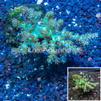 Pineapple Tree Coral Indonesia (click for more detail)