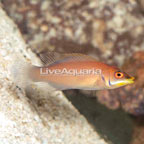 Scarlet Pin Stripe Wrasse (click for more detail)