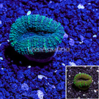 USA Cultured Lobophyllia Coral (click for more detail)