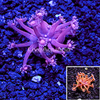 LiveAquaria® Pink Goniopora Coral (click for more detail)