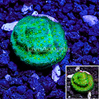 USA Cultured Pumpkin Patch Psammocora Coral (click for more detail)