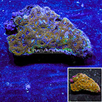 Acan Brain Coral Indonesia (click for more detail)