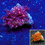 Flowerpot Coral Indonesia (click for more detail)