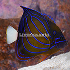 Annularis Angelfish, Adult (click for more detail)