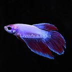 Multicolor Roundtail Betta, Male (click for more detail)