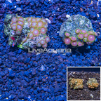 Zoanthus Coral Indonesia (click for more detail)