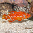 Miniatus Grouper [Blemish] (click for more detail)