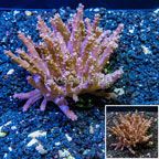 Tree Coral Indonesia (click for more detail)