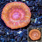 Scolymia Coral Australia (click for more detail)