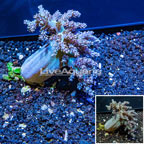 LiveAquaria® XL Cultured Pineapple Tree Coral (click for more detail)