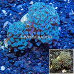 LiveAquaria® Cultured Hammer Coral (click for more detail)