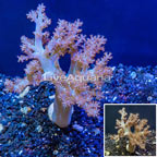 LiveAquaria® XL Cultured Pineapple Tree Coral (click for more detail)