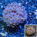 LiveAquaria® Cultured Hammer Coral (click for more detail)