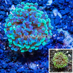 LiveAquaria® Cultured Hammer Coral (click for more detail)