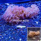 LiveAquaria® Two Pack Cultured Anthelia Coral (click for more detail)