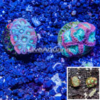 LiveAquaria® Two Pack Cultured Red and Green War Coral and Favia Coral (click for more detail)