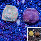 LiveAquaria® Two Pack Cultured Montipora Coral (click for more detail)