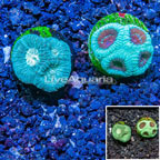 LiveAquaria® Two Pack Cultured Goniastrea Brain Coral (click for more detail)