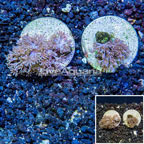 LiveAquaria® Two Pack Cultured Xenia Coral (click for more detail)