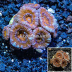 LiveAquaria® Cultured Acan Lord Coral (click for more detail)