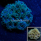 Aussie Duncan Coral  (click for more detail)